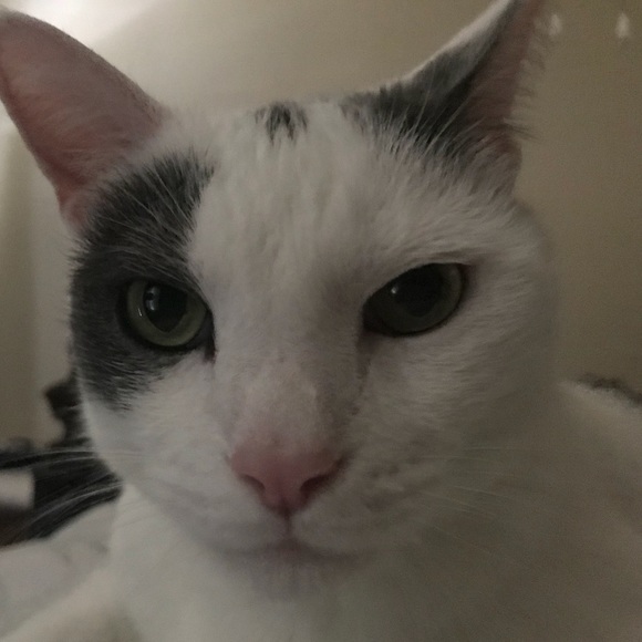 Meet your Posher, Carrie - Picture 2 of 2